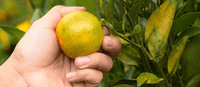 Beschermt het lichaam tegen oxidatieve stress