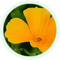 Extract van Californische papaver